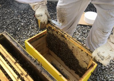 Transfert des abeilles