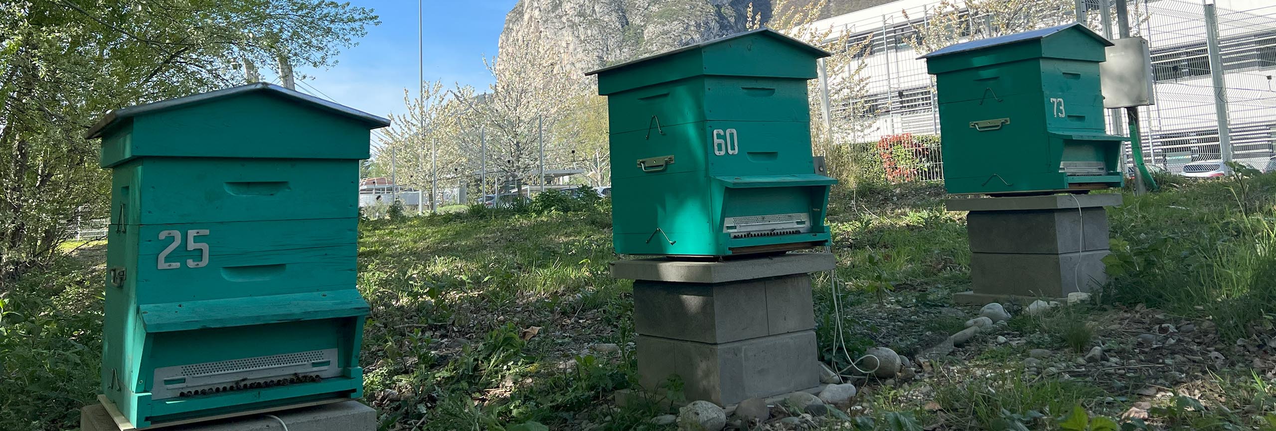 Bee Abeille rucher BioMerieux Grenoble